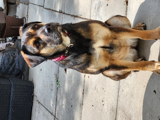 Old German Shepherd Dog – Shepherd Mix