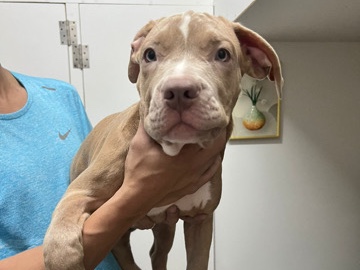 American Bulldog – XL american bully – Dubai