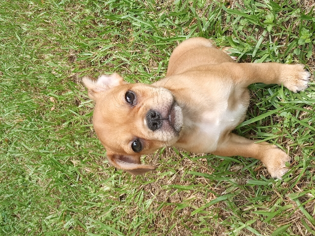 French Bulldog – French bulldog