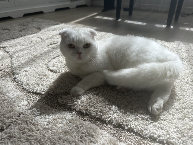 Scottish Fold – sweet cat looking for home ! – Happy Valley