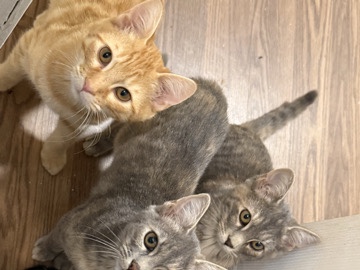 Free Kittens – Salem