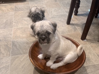 Pug – Pug mix puppies – Avondale