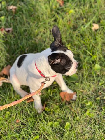 Boston Terrier – Boston terrier