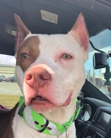 American Pit Bull Terrier – American bully male intact for sale