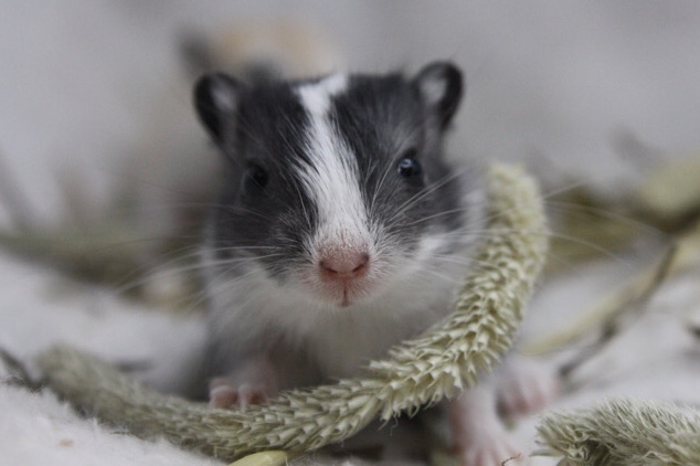 ethically bred gerbil babies