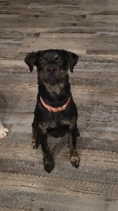 Catahoula Cur – Sweet Catahoula mix