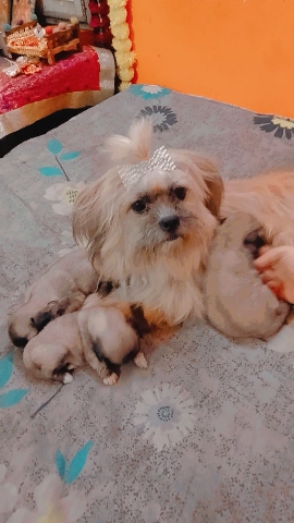 Lhasa Apso – Lhasa apso puppies