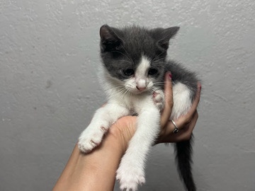 kittens in need of a loving home – Arlington