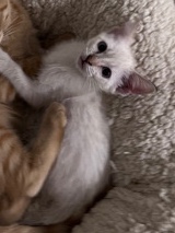 Siamese – Mia