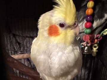 Cockatiel – two cockatiels for sale – San Antonio