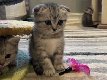 Image of Scottish Fold