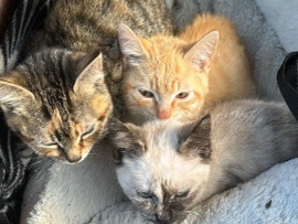 All - 1-2 MONTH OLD KITTENS available for adoption in Miami