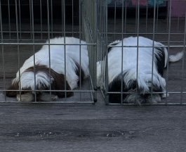 Shih Tzu – Shih Tzu puppy