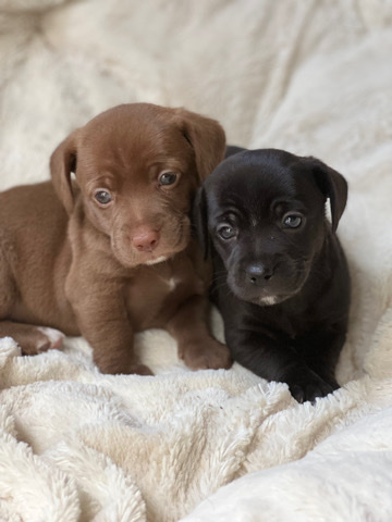 Beagle – Axel & Riot