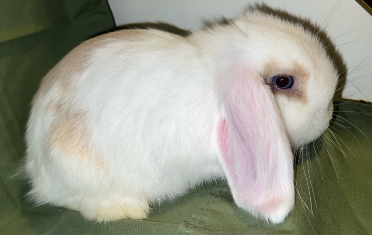 Mini Lop – BLUE eyed Female Lop Rabbit