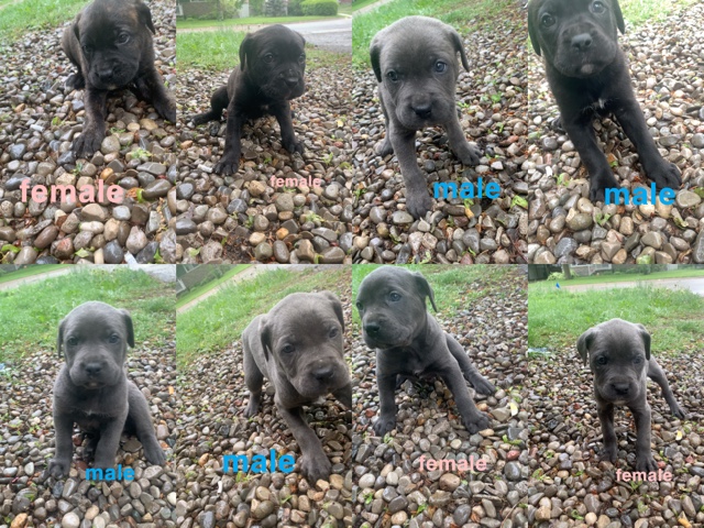 Cane Corso - Cane Corso Puppies available for adoption in Cambridge