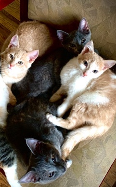 American Shorthair – Free Kittens