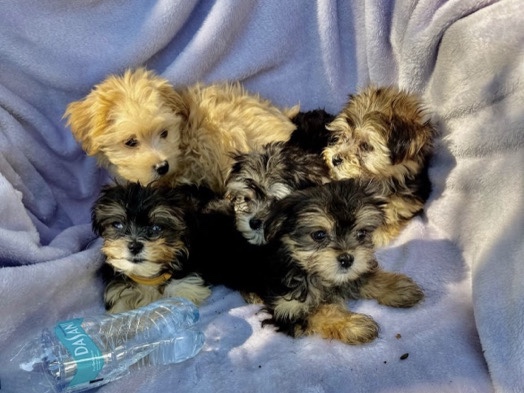 adorable yorkie puppies make and female available – Milwaukee
