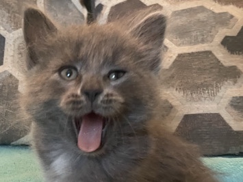 long haired gray male kitten – Watervliet