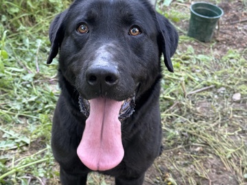 Labradoodle – adopción gratuita – Córdoba