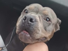mini bully – Livingston