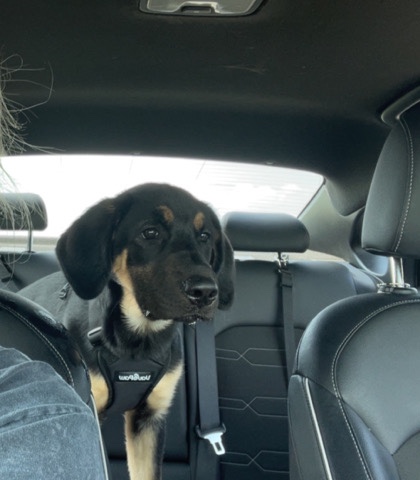 Rottweiler – Rehome