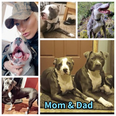 American Staffordshire Terrier – Beautiful pitbull puppies – Portland