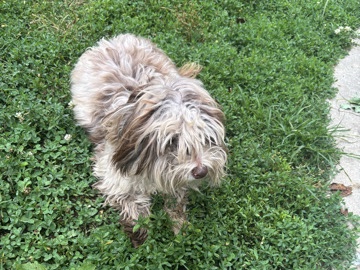Shih Tzu – Adorable Shih Tzu Puppy for Sale – 4 Months Old – Bridgeton