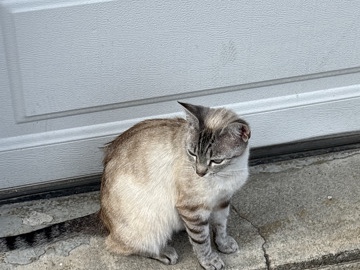 American Shorthair – adult cats – Pacific