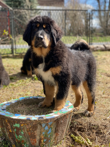 Tibetan Mastiff – Tibetan Mastiffs puppies FCI