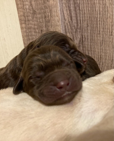 labradoodle