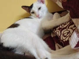cat free adoption – Kolkata