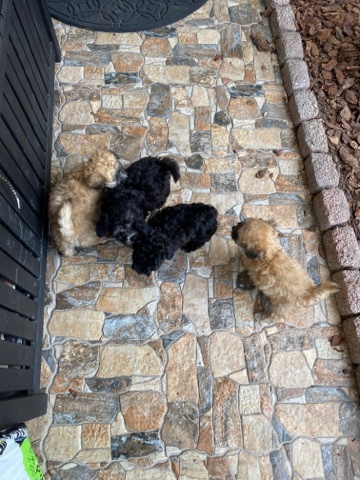 Poodle – puppy’s