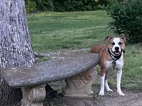 1 and a half yr old Staffy