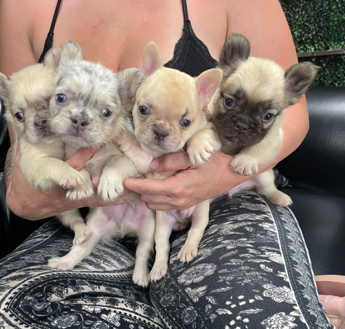 French Bulldog – frenchie pups fluffy