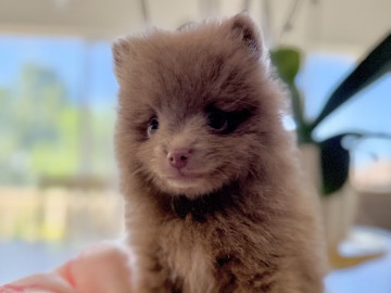 Pomeranian – Pomeranian puppies – Riverside