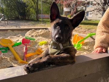 Belgian Shepherd Dog (Malinois) – dringend Hündin abzugeben – Unna
