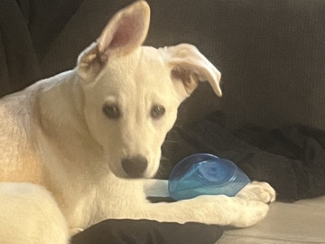 German Shepherd – German Shepard/Australian Shepard mix – Winston-Salem