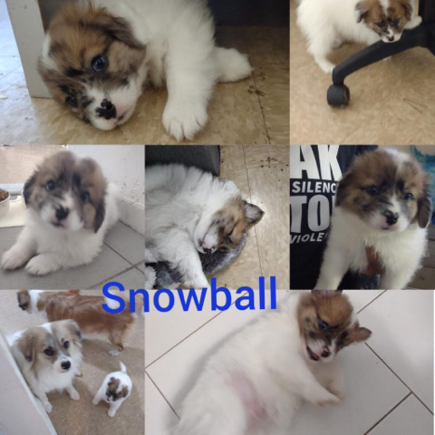 SnowBall Shih-Mo Puppy (Make an Offer)