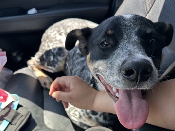 Australian Cattle Dog – Spot needs a new home