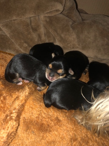 Yorkshire Terrier – Morkies