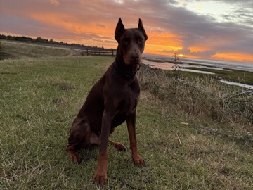 10month Male Doberman 