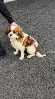 King Charles Spaniel – Loving King Charles Spaniel