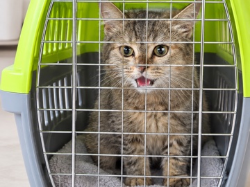 British Shorthair – قطوة صغيرة للبيع من نوع بريتش شورت هير، عمرها 5 شهور. أمها عمرها 11 شهر ومن نفس النوع. إذا حابين تأخذون الأم معاها يكون أفضل، لأنهم اثنينهم حنونين حيل وهادين وأليفين ومتعودين على البيت. صحتهم ممتازة، – Kuwait City