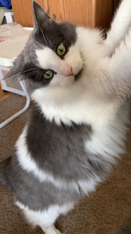 rehoming lucie