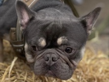 French Bulldog – Sweet Guy Seeks 4ever Home