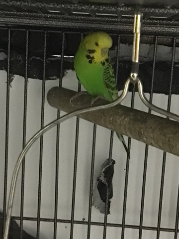 Young Budgie Pair for sale