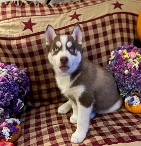 Siberian Husky – Siberian huskey