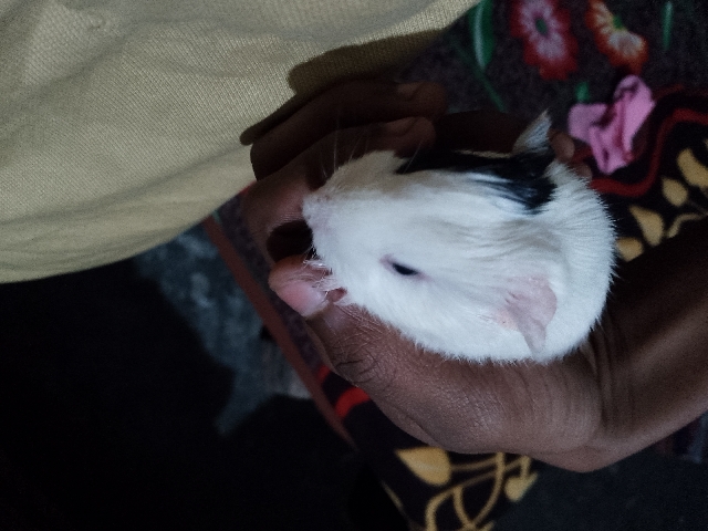 guinea pig – fast buy in 70% offer