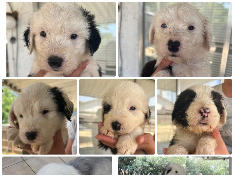 bot tail old english sheep dog 